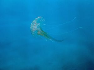 A jellyfish (Pelagia noctiluca) swimming in São Lourenço ... by João Pedro Silva 